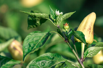 yellow pepper in fresh leaves