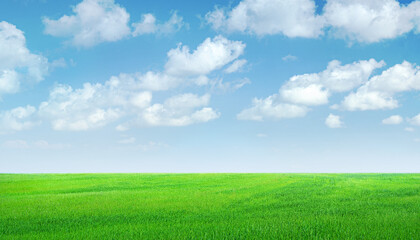 Fototapeta na wymiar Field of green grass panorama, blue sky with clouds
