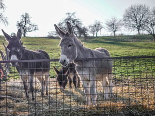 Naklejka premium Junge Esel auf der Weide
