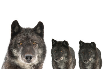 portrait of canadians black wolf isolated