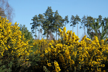 Common Gorse growing on heathland in southern England.