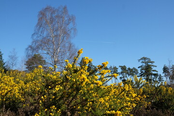 Common Gorse growing on heathland in southern England.