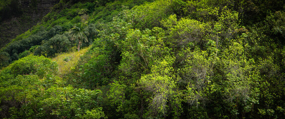 Tropical forest nature background of lush, green vegetation with a palm tree on a steep hillside at Iao Valley, Maui