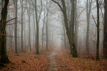 autumn fog in the forest 