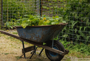 Wheelbarrow - ready for planting squash 