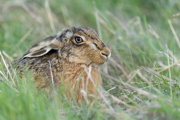 Brown or European hare, Lepus europaeus