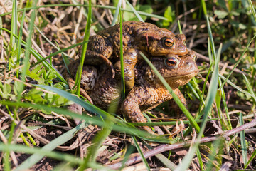 Mating Common Toad (Bufo Bufo) couple in a Grass