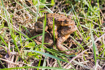 Mating Common Toad (Bufo Bufo) in a Grass