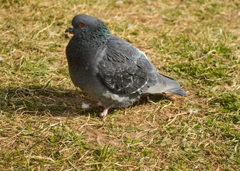 Dove or pigeon on grass background, Pigeon standing, A Pigeon standing on a ground.