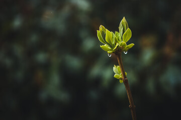 Rain drop close op. Spring rain on fresh green leaves.