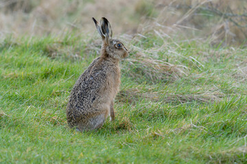 Brown or European hare, Lepus europaeus