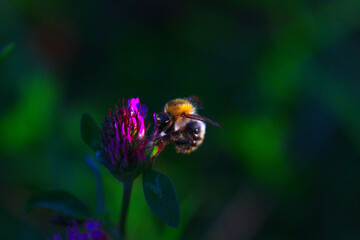 a tree bumblebee (bombus hypnorum) feeding on a red clover flower (bee) close up (macro)