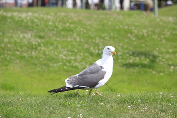 Eine Möwe auf der Suche nach Futter.  Bremen, Deutschland, Europa  --
A seagull looking for food. Bremen, Germany, Europe --