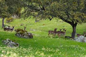 Ciervos en un prado verde