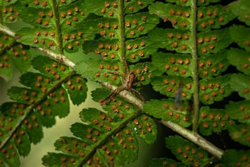 spider on a fern leaf