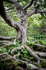 A gnarled, sweet birch tree that grows in the harsh conditions of he Craggy Pinnacle Trail in the Western North Carolina Mountains.