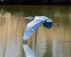 Fototapeta premium Found in most of North America, the Great Blue Heron is the largest bird in the Heron family.