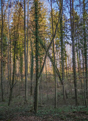 Toter Baum im Wald