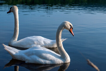 white swans group on the lake swim well under the bright sun