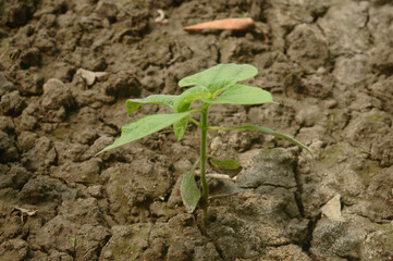 Agriculture. A Growing plant. New Plant growing in sunlight. Sprouting and seedling. Young new baby...