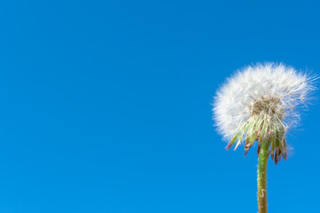 White, fluffy dandelion on a blue sky background.