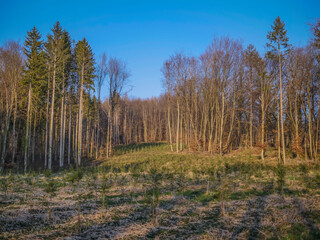 Wiederaufforstung im Mischwald