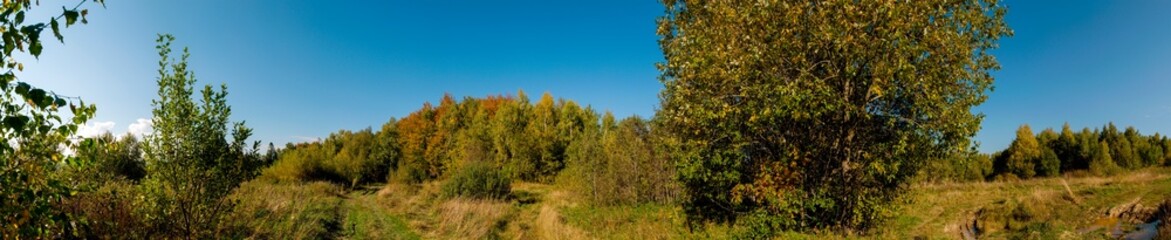 Fototapeta na wymiar Panorama of autumn tree on a large lawn.
