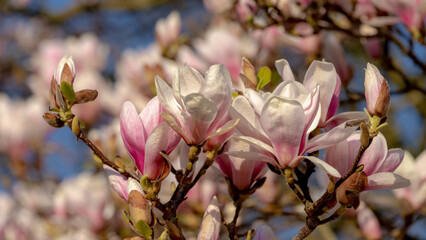 Selective focus branches of Magnolia full bloom on the tree, White pink flower in spring, Magnolia is a large genus of flowering plant species in the subfamily Magnolioideae, Nature floral background.