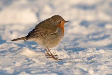 European Robin (Erithacus rubecula) standing on snow in the dunes