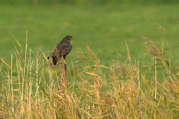 Common Buzzard (Buteo buteo) perched on a fence pole in a meadow with Reed