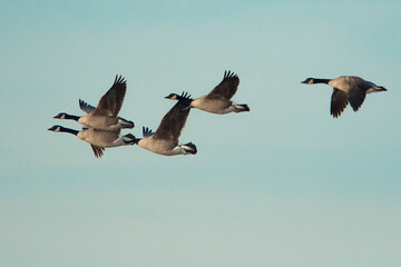 Canada Goose (Branta canadensis) group in flight against a blue sky early in the morning