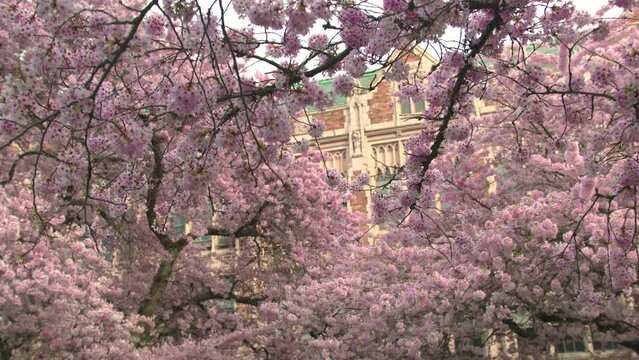 Looking Up at Pink Flower Petals on Cherry Blossom Trees in Full Bloom