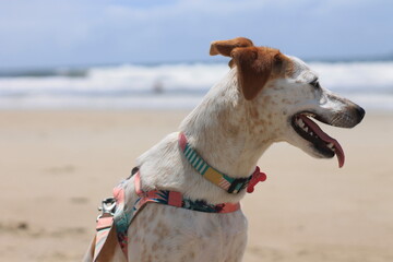Cachorro na praia 