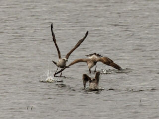 Lesser black-backed gull (Larus fuscus). Birds in their natural environment.