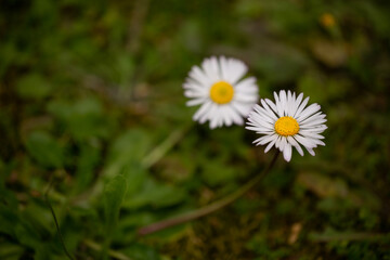 Impressive background photo of wild daisy flower in selective focus. Daisy wallpaper. Spring, nature concept.
