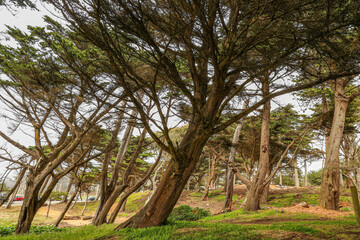 Fototapeta na wymiar old trees in the park near Pacific ocean
