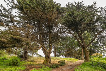 old trees in the park near Pacific ocean