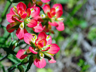 Texas Indian Paintbrush - Closeup
