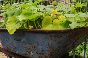 Squash plant in wheelbarrow 
