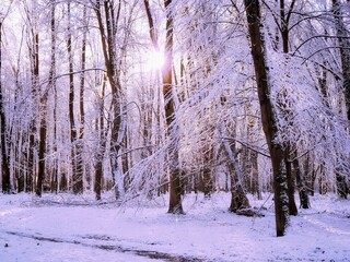 Beautiful winter forest with sunshine. Morning in the snowy forest. Nature for background.	