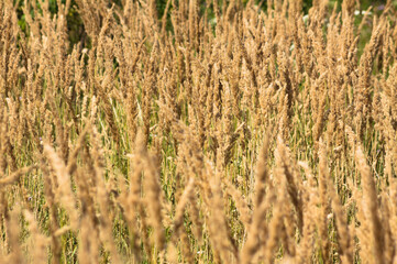 Fototapeta premium Closeup of golden bush grass with selective focus on foreground