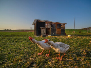  Gänse im Gehege © focus finder
