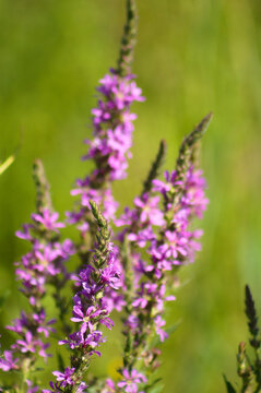 Closeup of purple loosestrife flower with vivid green blurred background