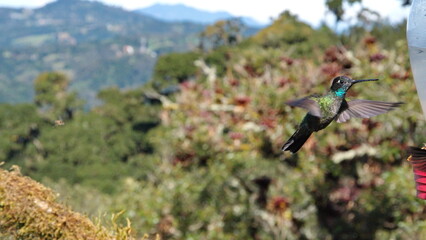  Talamanca hummingbird (Eugenes spectabilis) in flight at the high altitude Paraiso Quetzal Lodge outside of San Jose, Costa Rica