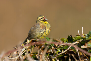 Cirl bunitng, Emberiza cirlus,