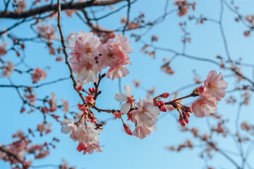 Sakura blossom　