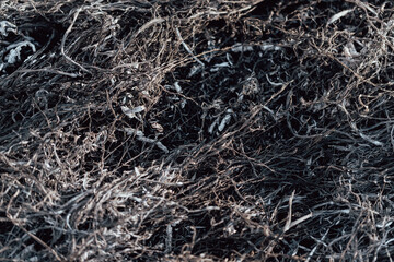 close up of burnt grass ashes. Black ground.
