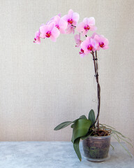 Blooming pink orchid in a pot on a light background with copy space. Floriculture, house plants, hobby.