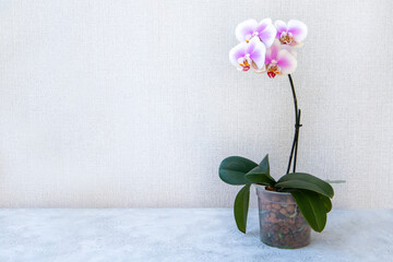 Blooming pink orchid in a pot on a light background with copy space. Floriculture, house plants,...