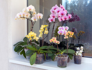 A group of colorful blooming orchids in pots on the balcony. Floriculture, house plants, hobby.